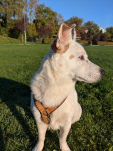 Odi Hund 2025 Odi Hund 2025