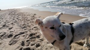 Odi Hund 2025 Odi Hund 2025