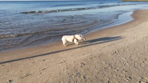 Odi Hund 2025 Odi Hund 2025